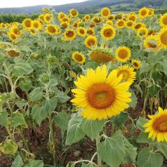sonnenblume