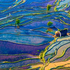Reisfelder Luftaufnahme
