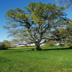 Frühling Baum