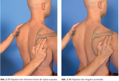 anatomie in vivo