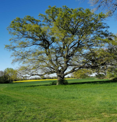 Frühling Baum